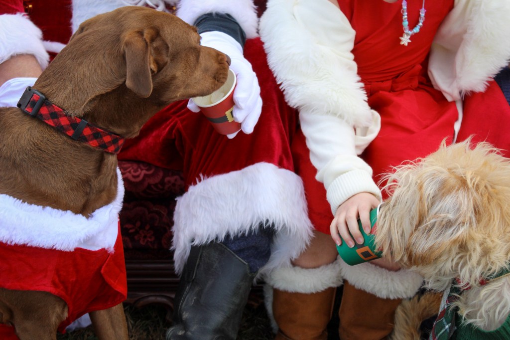 Santa and girl feeding 2 dog pups whipped cream photo